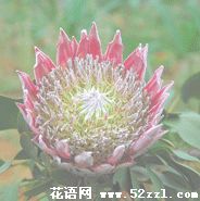 宁波鄞州帝王花（菩提花）的花语