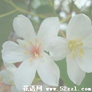 宁波鄞州油桐花的花语