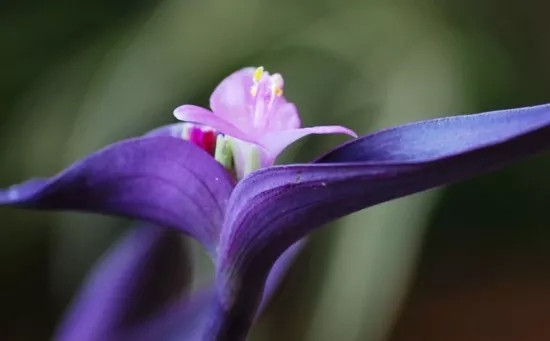 宁波鄞州兰花花语、玉兰花花语是什么？适合送什么人？