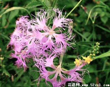 宁波鄞州瞿麦的花语