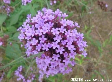 宁波鄞州百里香（麝香草）的花语