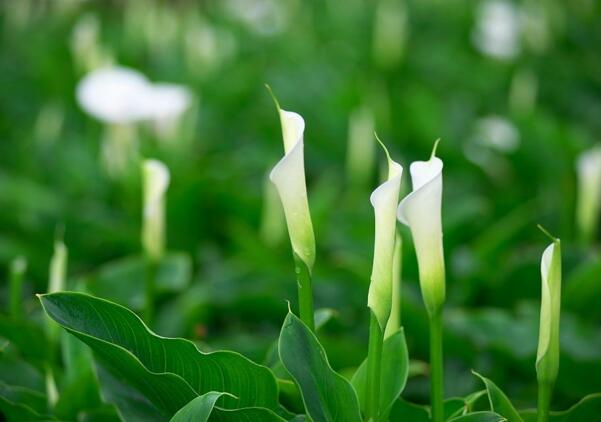 宁波鄞州海芋花的花语是什么