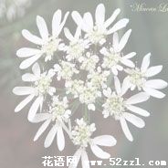 宁波鄞州蕾丝花的花语