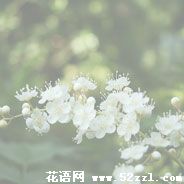 宁波鄞州珍珠梅的花语