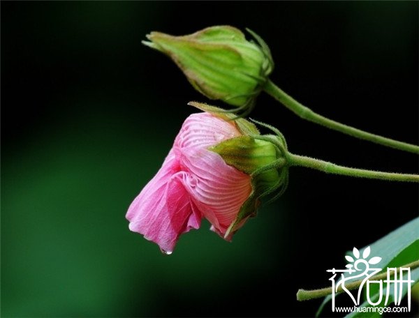 宁波鄞州芙蓉花花语是什么，贞操/纯洁/纤细之美