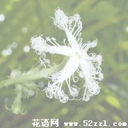 宁波鄞州变色瓜的花语