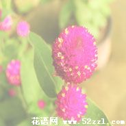 宁波鄞州千日红的花语