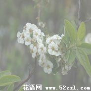 宁波鄞州笑靥花的花语