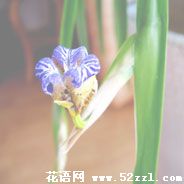 宁波鄞州孔雀兰的花语