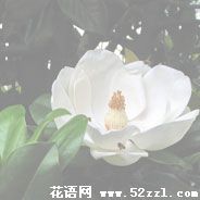 宁波鄞州广玉兰（荷花玉兰）的花语