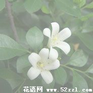 宁波鄞州九里香的花语