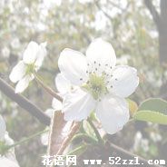 宁波鄞州梨花的花语