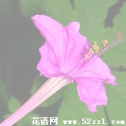 宁波鄞州胭脂花的花语