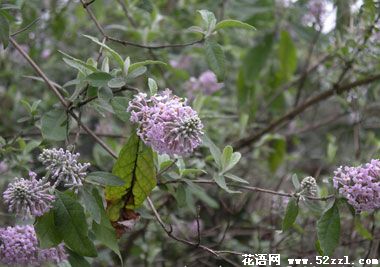 宁波鄞州密蒙花的花语