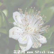 宁波鄞州香不桃的花语