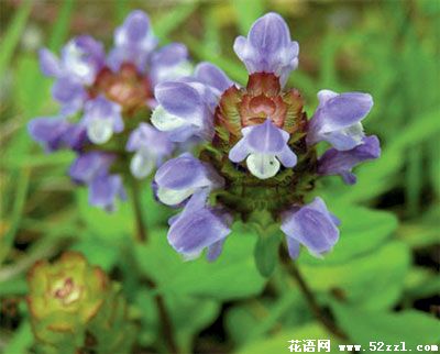 宁波鄞州夏枯草的花语