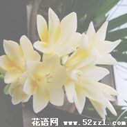 宁波鄞州香雪兰（小苍兰）的花语