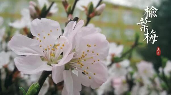 宁波鄞州重瓣榆叶梅花语是什么，爱情的俘虏