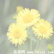 宁波鄞州六月菊的花语