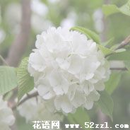 宁波鄞州琼花（蝴蝶花）的花语