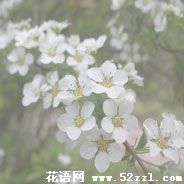 宁波鄞州珍珠花的花语