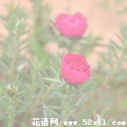 宁波鄞州半枝莲（韩信草）的花语