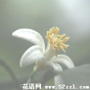 宁波鄞州柠檬花的花语