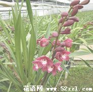 宁波鄞州大花蕙兰的花语