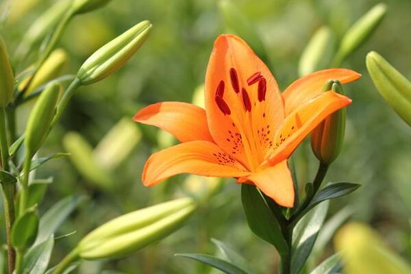 宁波鄞州百合花花语是什么，代表着美好的家庭和伟大的爱