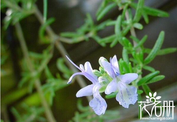 宁波鄞州迷迭香的花语是什么 留住美好的回忆