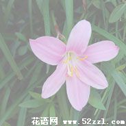 宁波鄞州韭菜兰的花语