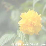 宁波鄞州棣棠花的花语