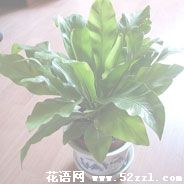 宁波鄞州鸟巢蕨的花语