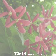 宁波鄞州使君子（留球子）的花语