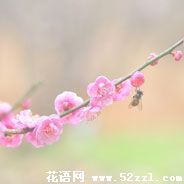 宁波鄞州梅花的花语