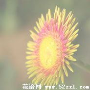 宁波鄞州白日菊的花语