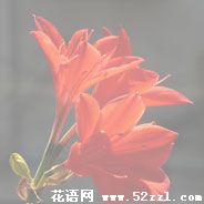 宁波鄞州火花兰的花语