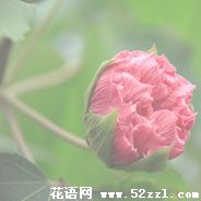 宁波鄞州芙蓉花的花语