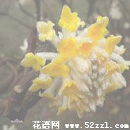 宁波鄞州打结花（黄瑞香）的花语