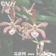 宁波鄞州花蜘蛛兰的花语