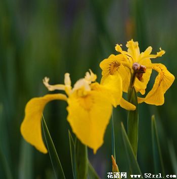 宁波鄞州小鸢尾花（明黄色）的花语