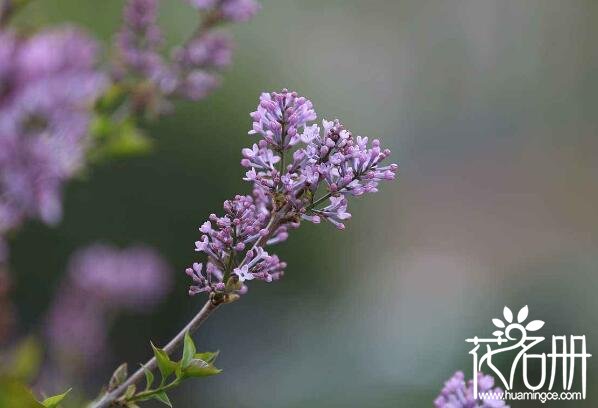 宁波鄞州丁香花的花语是什么 纯洁的初恋