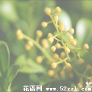 宁波鄞州米兰花的花语