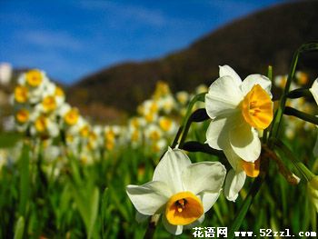 宁波鄞州山水仙的花语