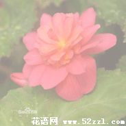 宁波鄞州待宵花的花语