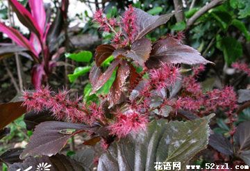 宁波鄞州红桑花（铁苋菜）的花语