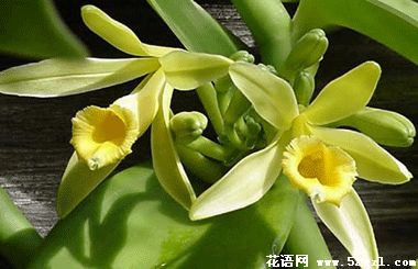 宁波鄞州香子兰（香荚兰）的花语