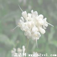 宁波鄞州杜若花的花语