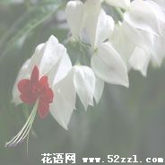 宁波鄞州龙吐珠的花语