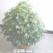 宁波鄞州鹅掌柴的花语